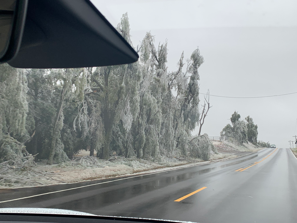 The trees did not fare well under the weight of the ice.